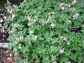 Bigroot Geranium / Geranium macrorrhizum  